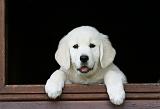 GOLDEN RETRIEVER 965